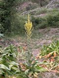 Verbascum pulverulentum